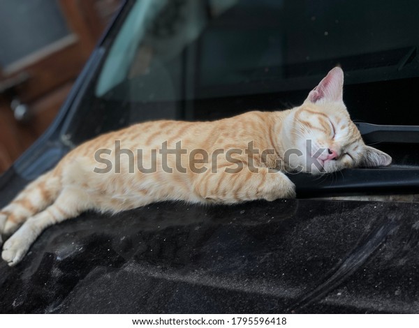 Sleepy Cat on the car, \
