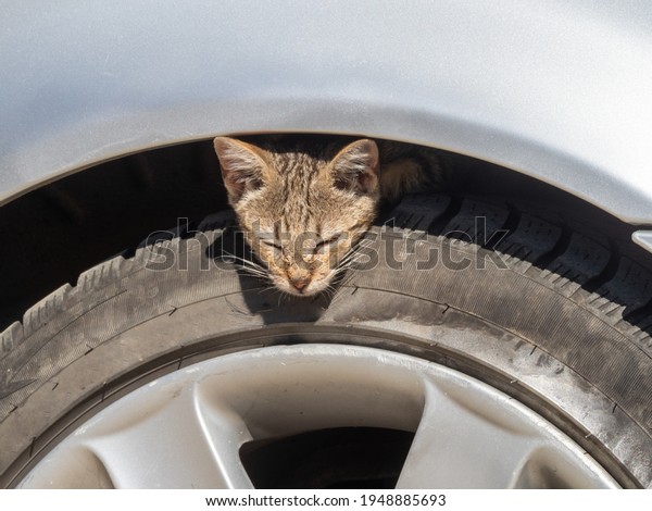Sleepy cat on\
a car wheel during a hot summer\
day