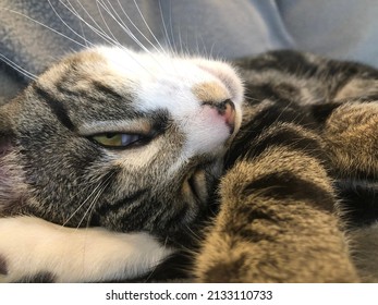 Sleepy Cat Reaching Out Paw Towards Camera.  Laying Down On Couch. Bokeh Effect.