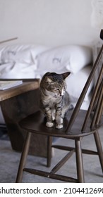 A sleepy cat sits on a wooden chair.