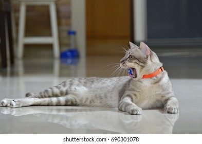 Sleepy Cat Yawn And Lie Down On The Shiny Floor