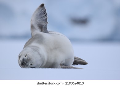 Sleepy Crabeater Seal at eye-level on the ice in Antarctica stretching with one flipper up in the air
