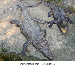 124 Sleepy crocodile Images, Stock Photos & Vectors | Shutterstock