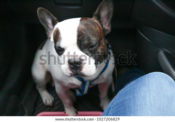 sleepy dog or\
sleepy french bulldog in the\
car