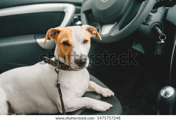 Sleepy dog lying in a car seat and waiting\
owner. Closeup portrait