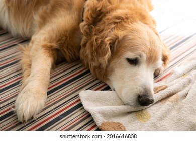 Sleepy Elder Golden Retriever dog lying on the floor - Powered by Shutterstock