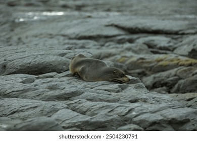 Sleepy fur seal resting on the rugged coastline of Kaikoura, NZ - Powered by Shutterstock