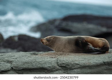 Sleepy fur seal resting on the rugged coastline of Kaikoura, NZ - Powered by Shutterstock