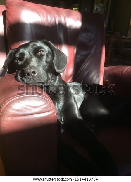 Sleepy German Short Haired Pointer Dog Stock Photo Edit Now