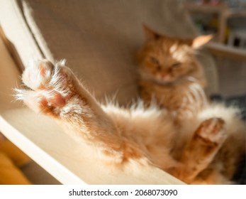 Sleepy Ginger Cat Is Sitting On Pillow. Fluffy Pet Is Sleeping On Armchair. Focus On Fuzzy Paws. Cozy Home Lit With Sun.