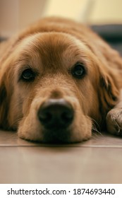 Sleepy Golden Retriever Laying Down