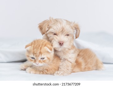 Sleepy Goldust Yorkshire Terrier Puppy Hugs Tiny Kitten Under Warm Blanket On A Bed At Home