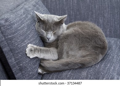 1,374 Russian blue cat sleeping Images, Stock Photos & Vectors ...