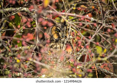 sleepy horned owl hiding behind busy bushes under the sun - Shutterstock ID 1214984626