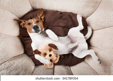 jack russell teddy