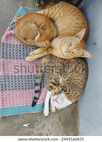 Sleepy kittens cats and dog  