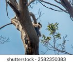 A sleepy koala nestled in the eucalyptus trees at Tower Hill Wildlife Reserve, Warrnambool, VIC, Australia. Captured in its natural habitat, this adorable marsupial enjoys a peaceful rest.