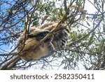 A sleepy koala nestled in the eucalyptus trees at Tower Hill Wildlife Reserve, Warrnambool, VIC, Australia. Captured in its natural habitat, this adorable marsupial enjoys a peaceful rest.