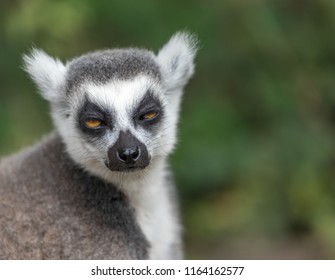 Sleepy Lemur, Eyes Half Closed, Funny