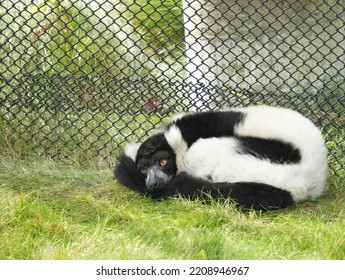 Sleepy Lemur In Zoo Enclosure