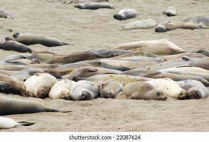 Sleepy Line Of Northern Elephant Seals At California Preserve