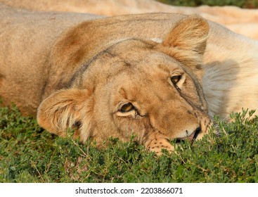 Sleepy Lioness Is Not Interested In Curious Tourists.