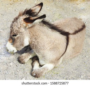 114 Sleepy Donkey Images, Stock Photos & Vectors | Shutterstock