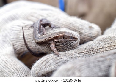 Sleepy lizard on hand with glove close up - Shutterstock ID 1332043916