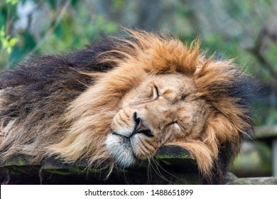  Sleepy Male Lion In Captivity