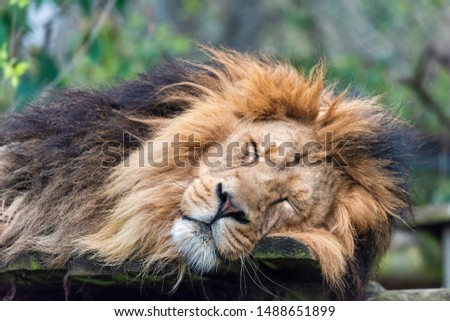  Sleepy male lion in captivity