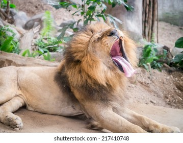 Sleepy male lion yawning, widely open mouth.