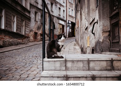 Sleepy Old Cat On The Stairs