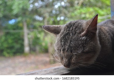 Sleepy Old Cat In The Terrace