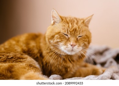 Sleepy Old Red Cat. Selective Focus On Eyes.