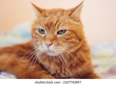 Sleepy Old Red Cat. Selective Focus On Eyes.