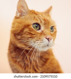 Sleepy Old Red Cat. Selective Focus On Eyes.