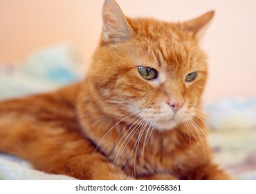 Sleepy Old Red Cat. Selective Focus On Eyes.