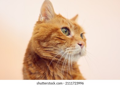 Sleepy Old Red Cat. Selective Focus On Eyes.