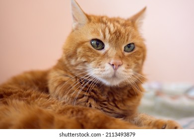 Sleepy Old Red Cat. Selective Focus On Eyes.