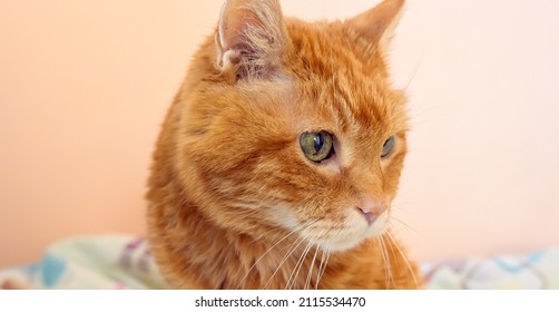 Sleepy Old Red Cat. Selective Focus On Eyes.