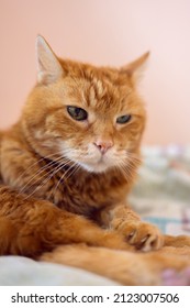 Sleepy Old Red Cat. Selective Focus On Eyes.