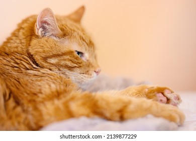 Sleepy Old Red Cat. Selective Focus.