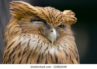 Sleepy Owl