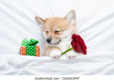 Sleepy Pembroke Welsh corgi holds a red rose near gift box on white bed. Top down view. Valentines day concept