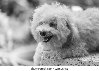 Sleepy Puddle Dog Black White Image Stock Photo (Edit Now) 225525451