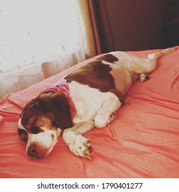 Sleepy Pup On The King Bed