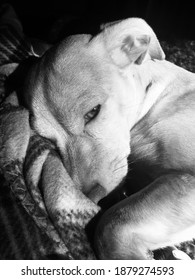 Sleepy Sleepy Pup Snuggled In His Bed