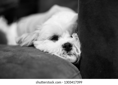 shichon black and white