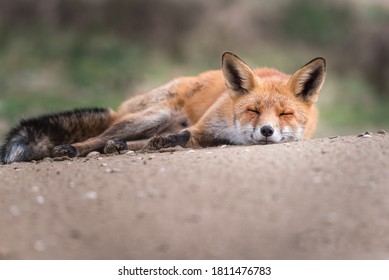 Sleepy red fox on the floor