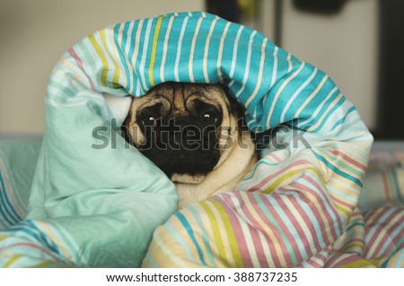Sleepy sad pug in bed wrapped in blanket